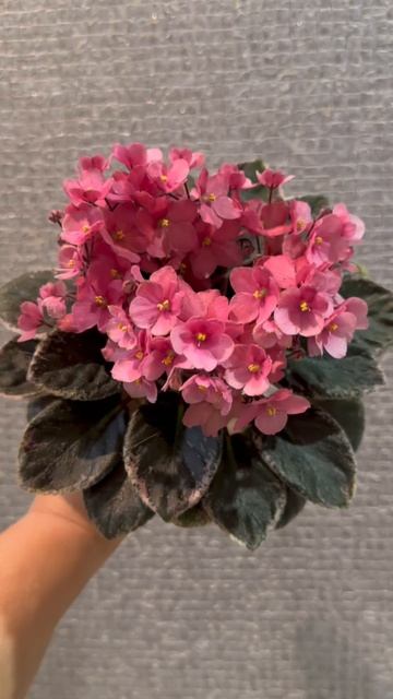 И снова Shangri-la Serendipity.