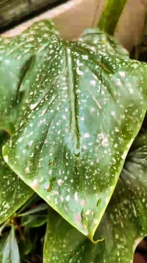 А Вы, слышали про Африканский дождь? Смотрите! Новости из Италии!