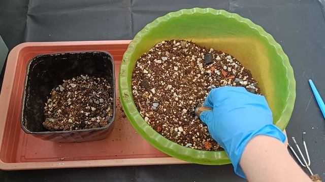 Фикус на камне Часть 9