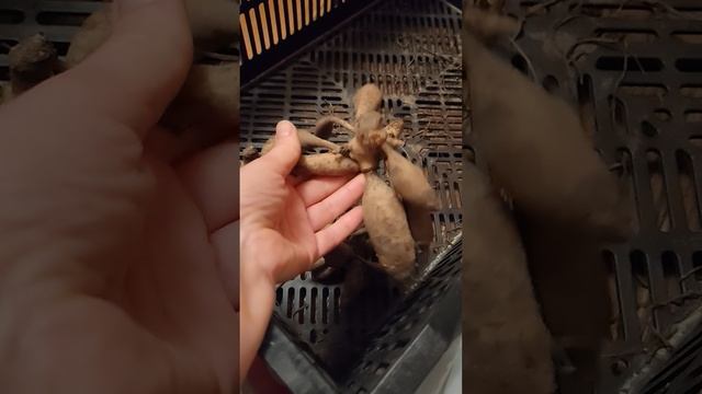 Голландские георгины. #SHORTS