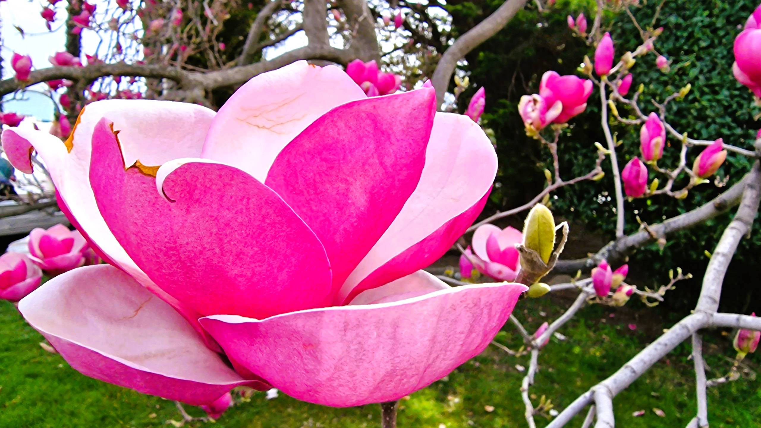 Крым 2025. Восхитительное цветение магнолий на набережной Ялты и в парках.