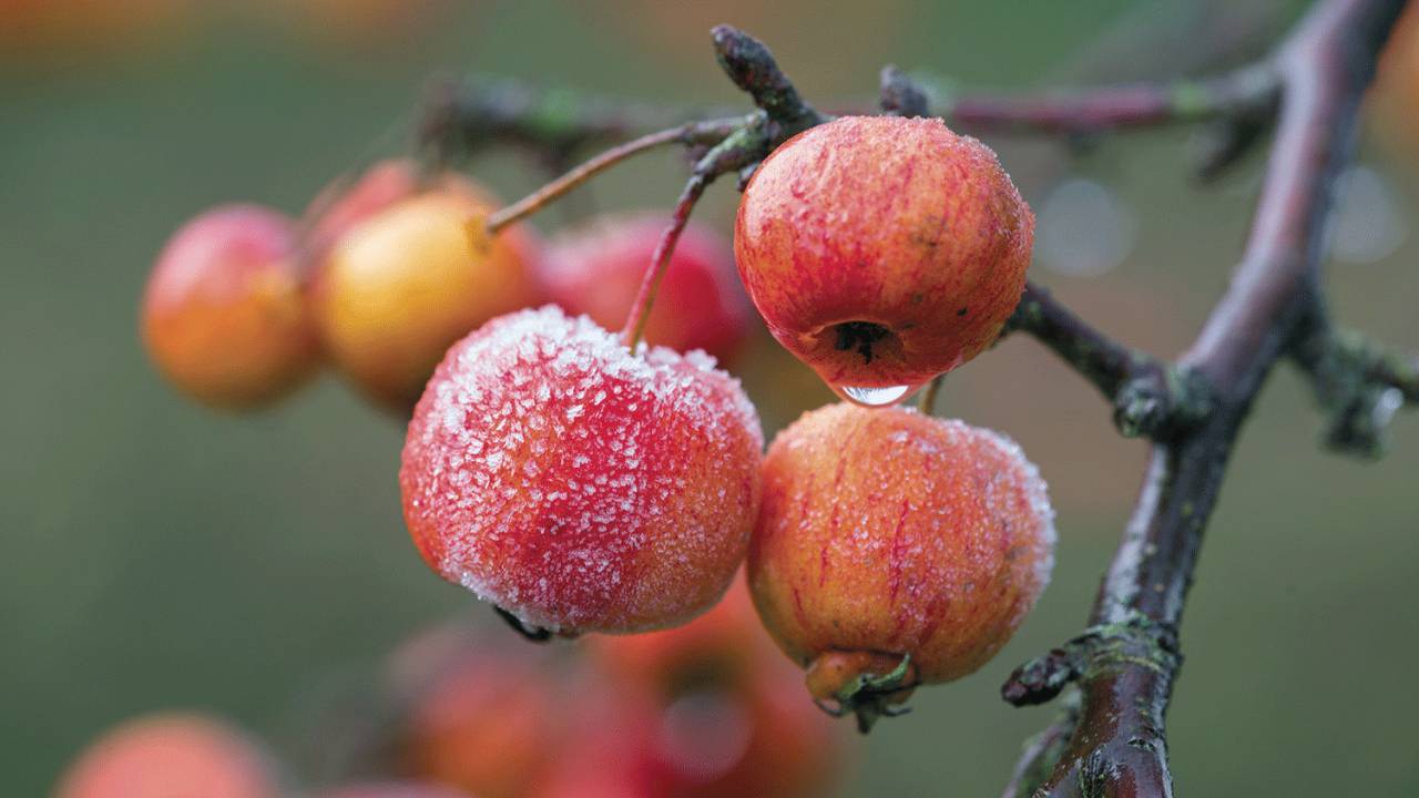 Зимостойкие декоративно-плодовые деревья для нашего климата.
Fruit trees for the garden