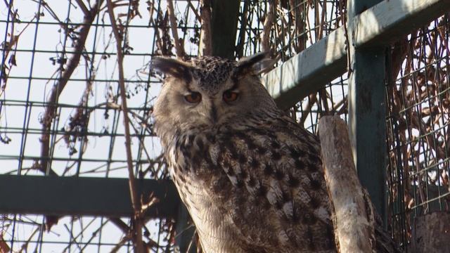 Ребята и зверята. Тигр 12.04.2025