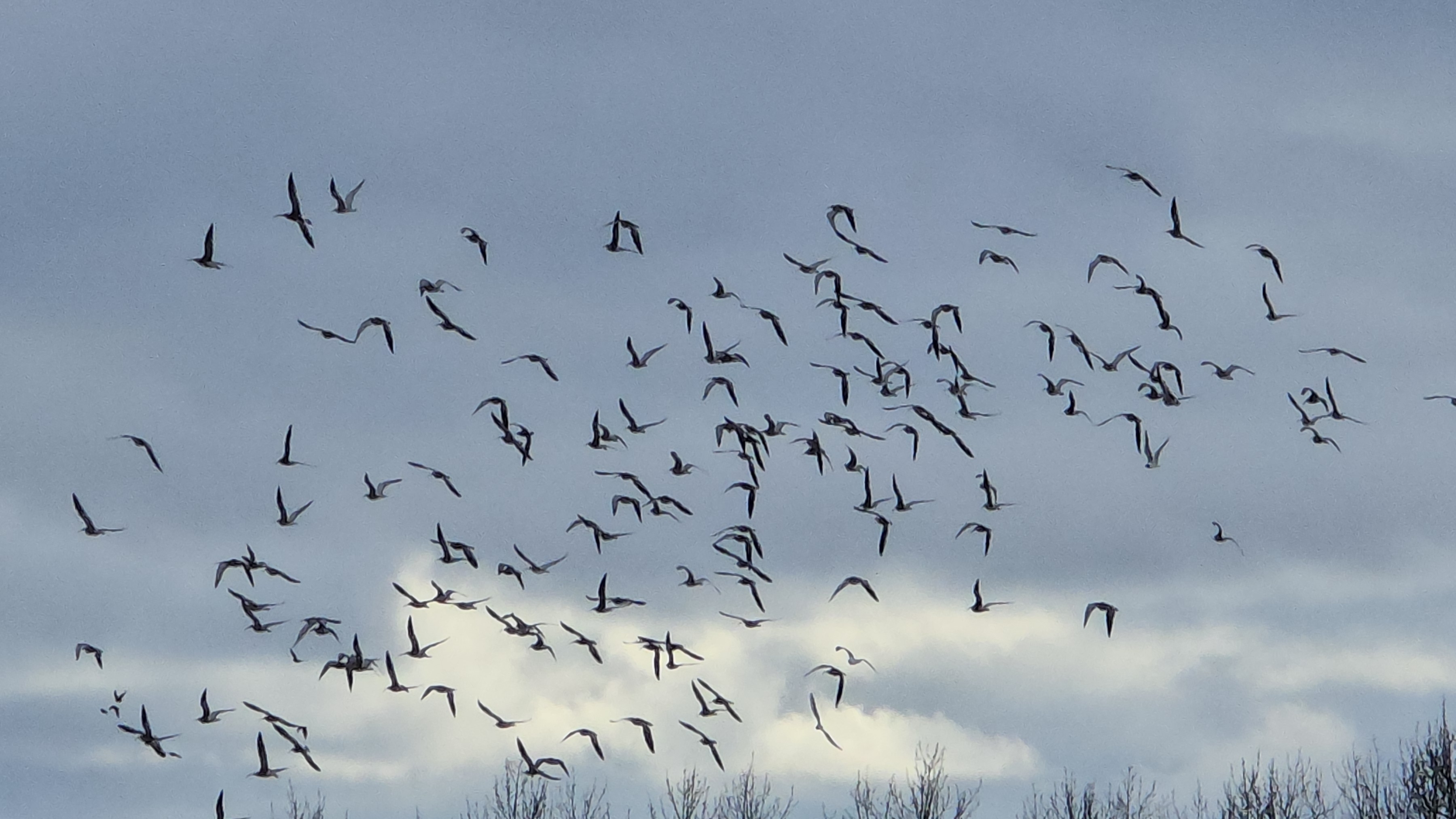 Разведка перед охотой