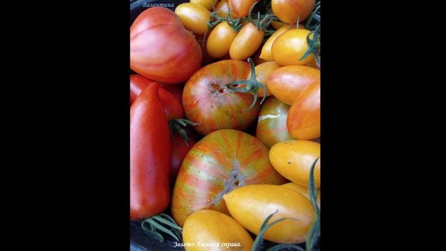 ТОМАТЫ 2024 ГОД. ТЕПЛИЦА.