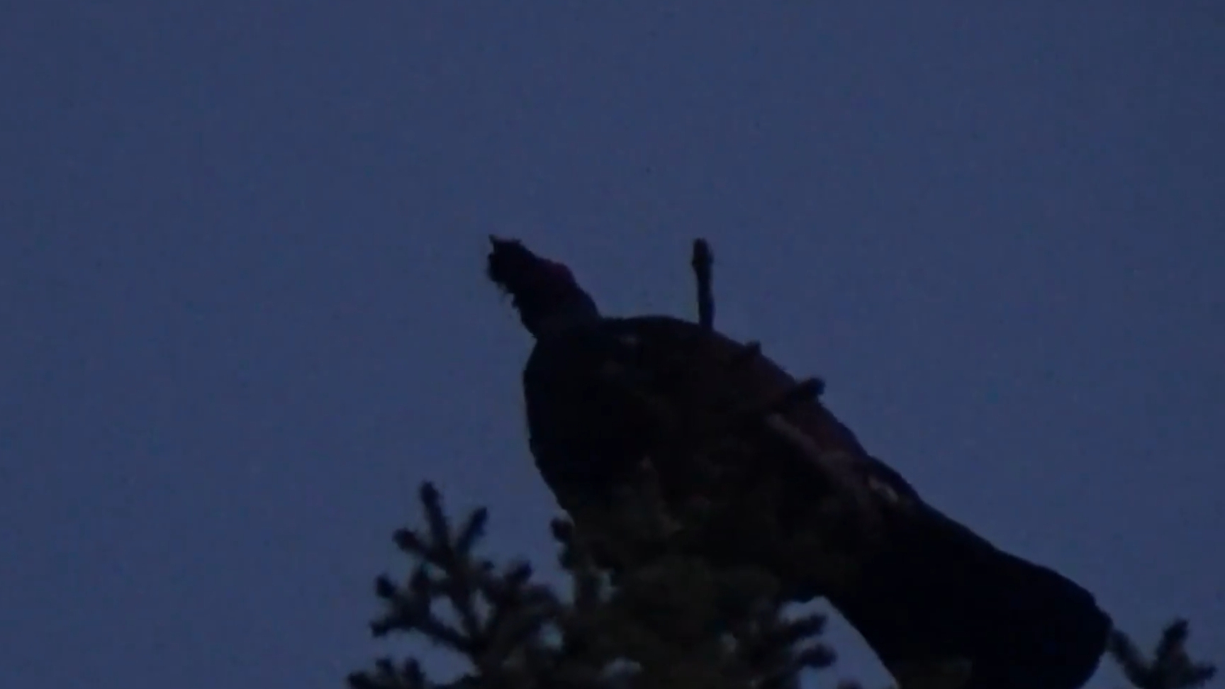 ГЛУХАРИНЫЙ ТОК /  КАК НАЙТИ ТОК ГЛУХАРЯ