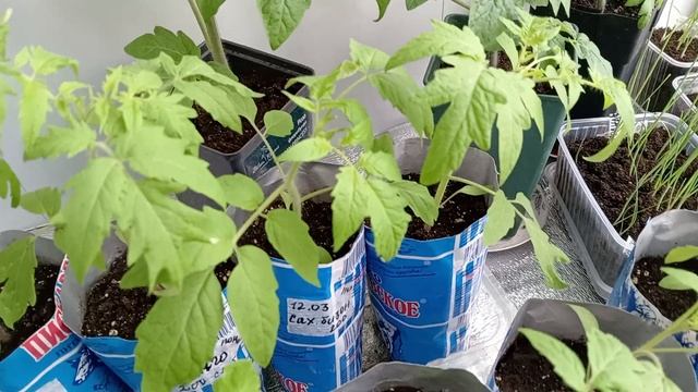 ОБЗОР РАССАДЫ. ЗАКАЛЯЮТСЯ И ПРИВЫКАЮТ.