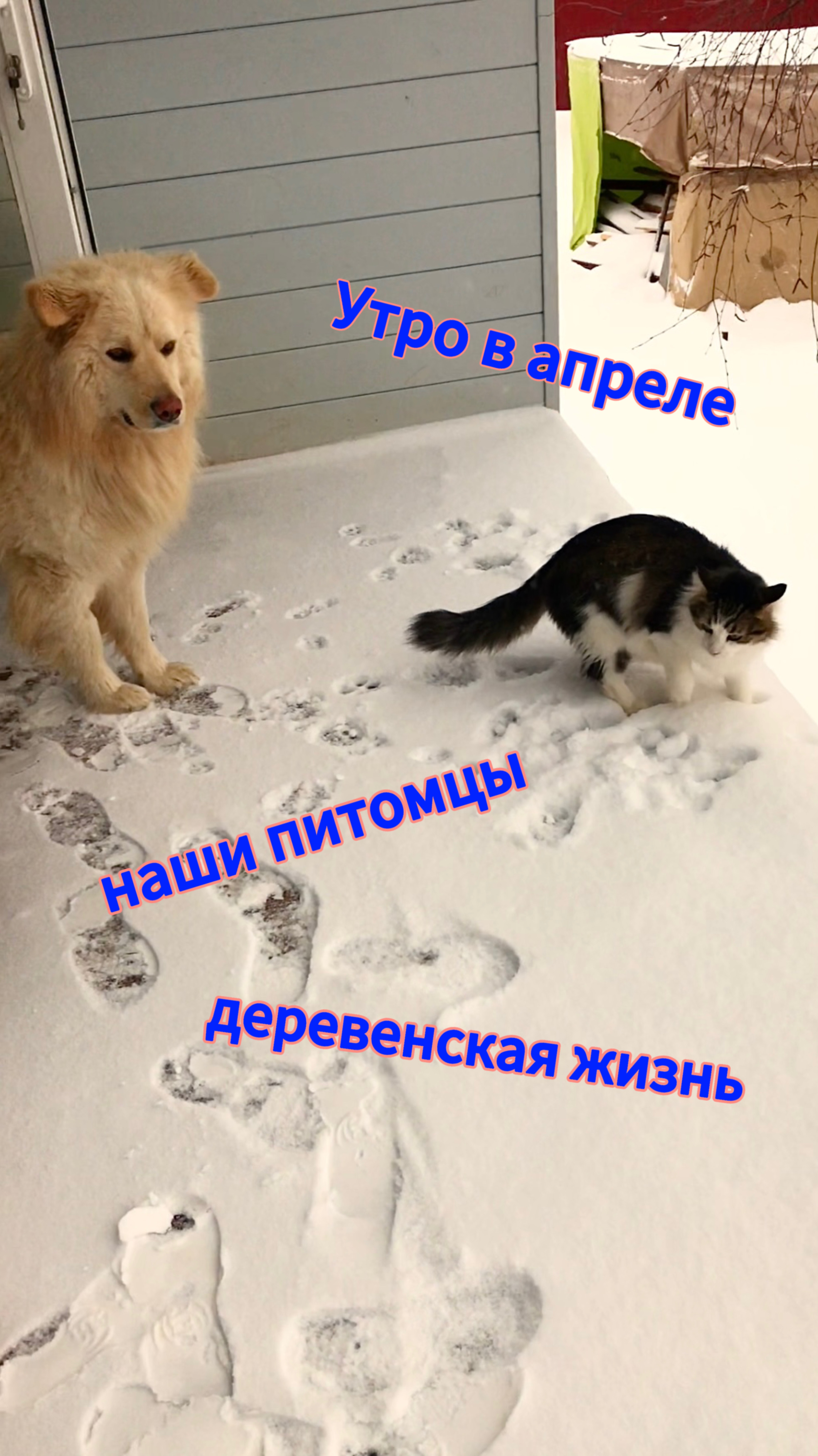 Утро, в апреле, наших питомцев. Деревенская жизнь пса Ричика, кота Маси, котенка Альфика