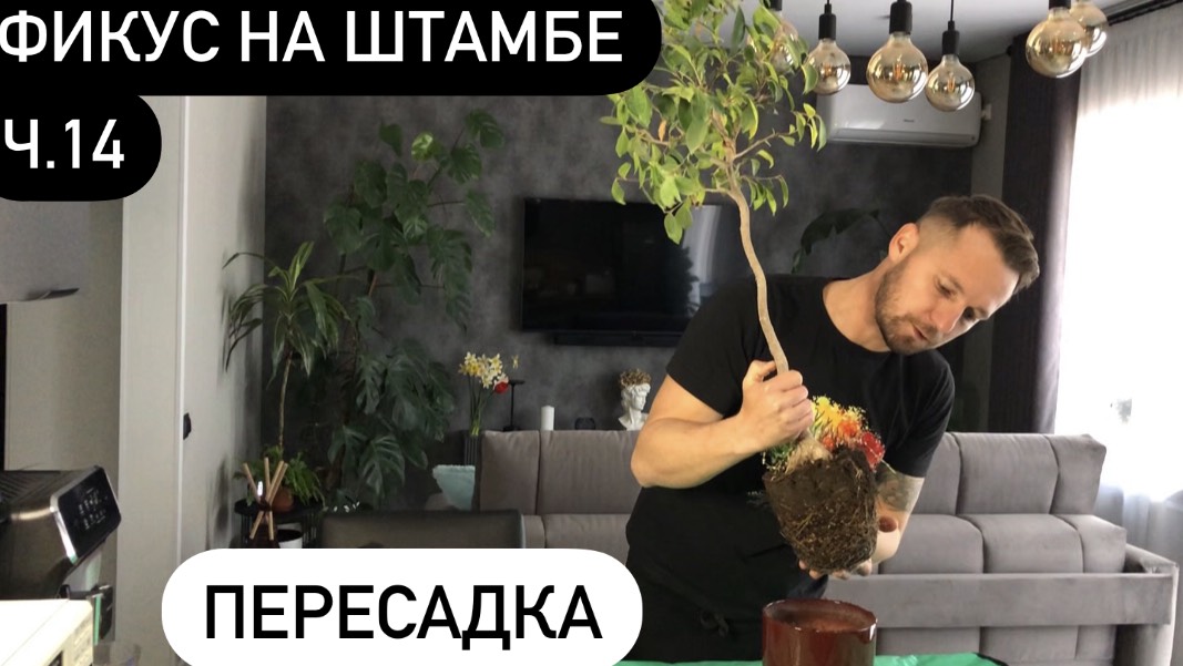 Фикус на штамбе Ч.14 Пересадка