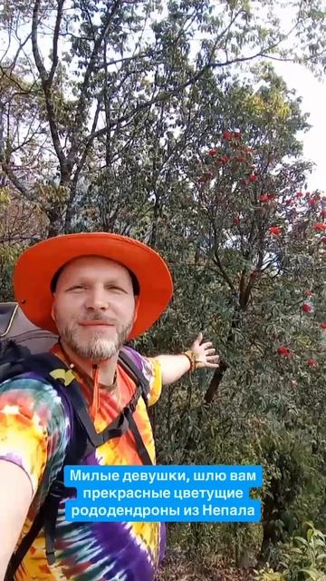 Цветущие рододендроны на треке в Непале  #непал  #гималаи #путешествия #рододендрон