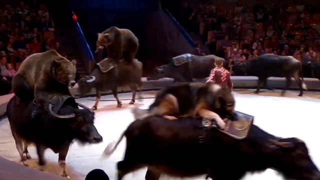 Собаки и медведи на буйволах. 2012