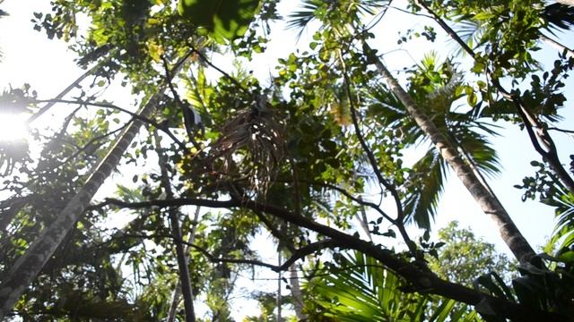 Человек-обезьяна!