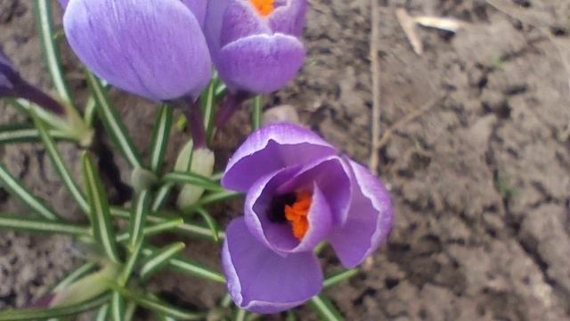 Экосистема палисадника