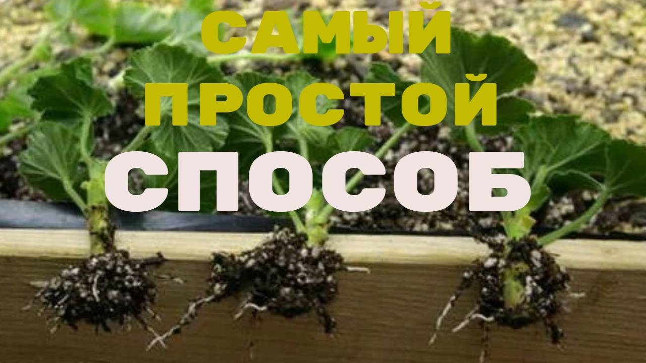 Корни уже на 3-й день, как я черенкую ГЕРАНЬ простым способом, 100% укоренение