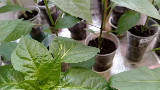 ОБЗОР РАССАДЫ. ПОДОКОННИК В КВАРТИРЕ.