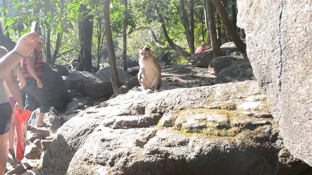 Обезьянка открывает ладошку,где лежат орехи!