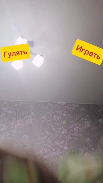 Что выбирут мальчики?