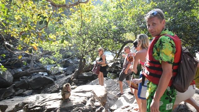 Дикие обезьянки в лесу!