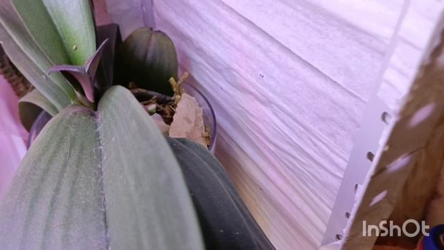 Мои орхидеи начинают массово зацветать 🤗🤗🤗🤗🤗🤗🤗