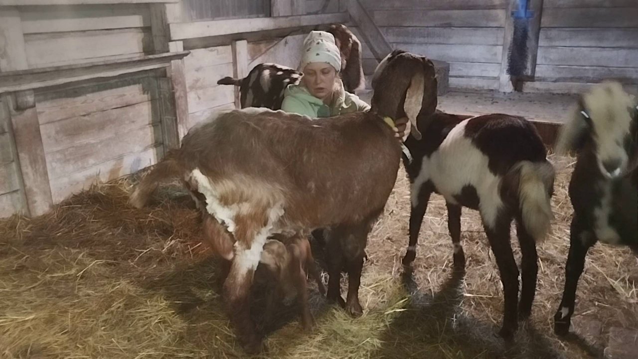 ОЧЕНЬ УДАЧНЫЕ ДИВИДЕНДЫ ОТ КОЗЛА