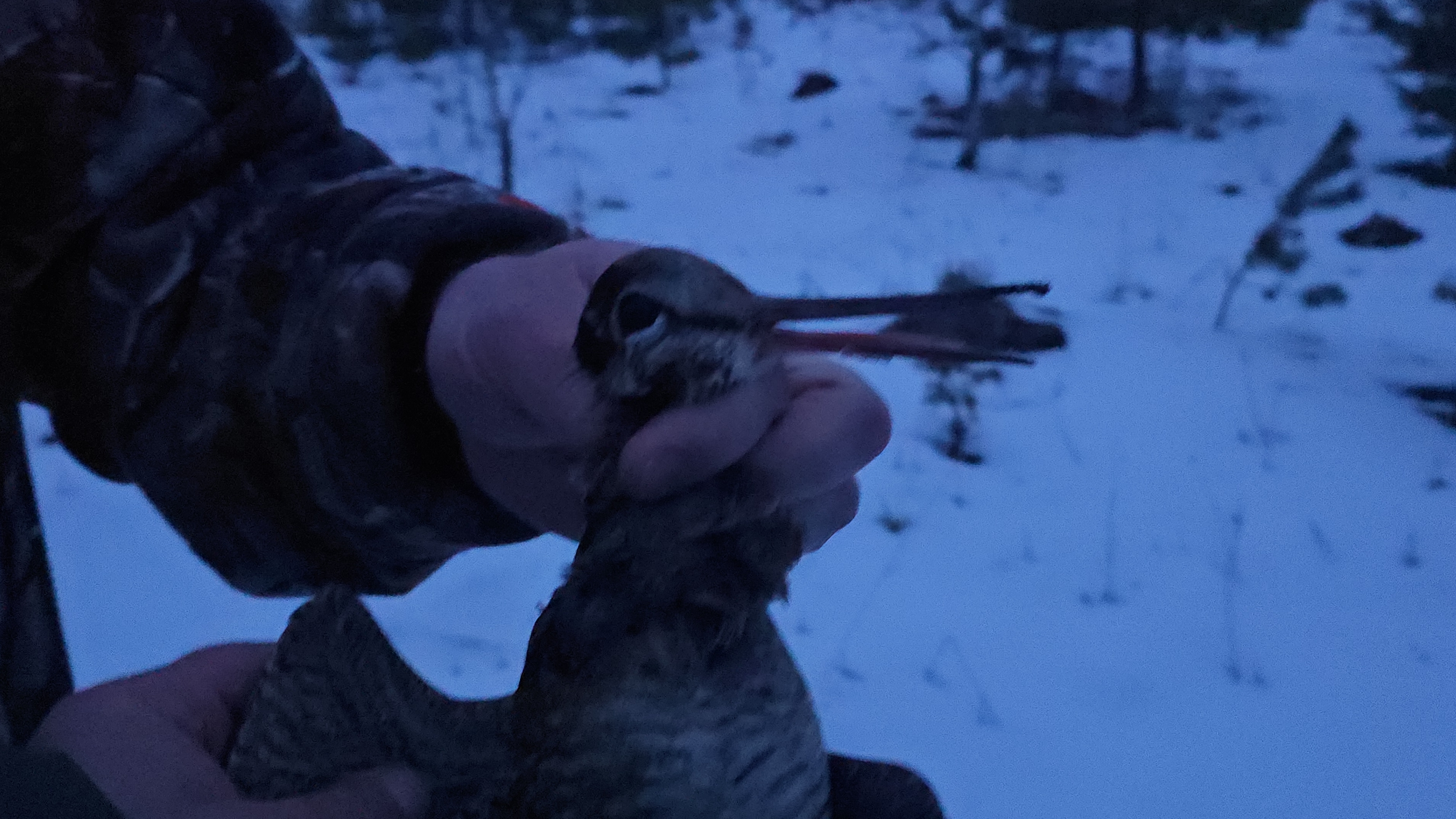 Открытие охоты на вальдшнепа