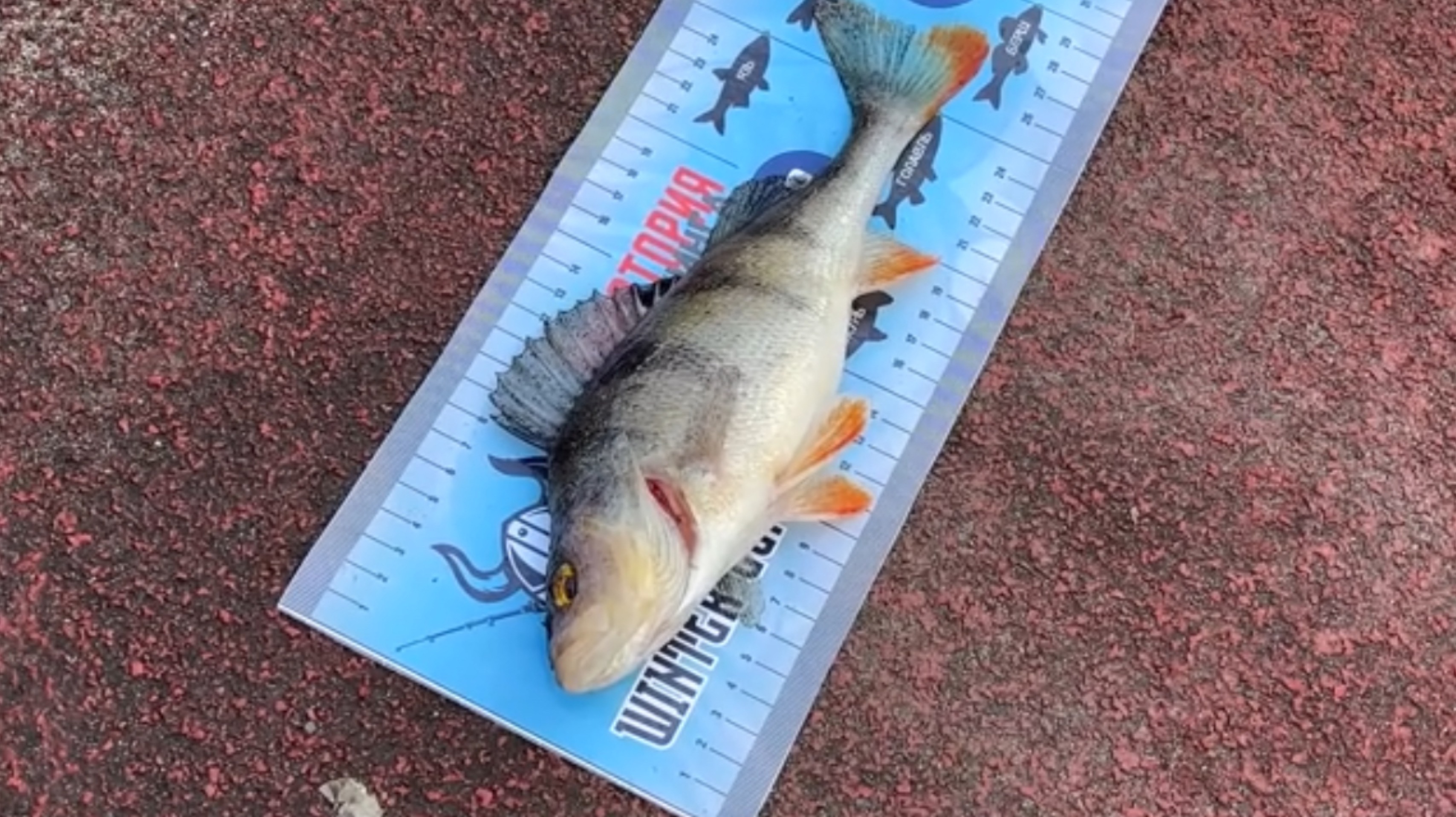 Рыболовная ТУСА-2025: соревнования на Москве-реке. Сын поймал ДВА ДЕСЯТКА рыб, но был в пролете 😂😅