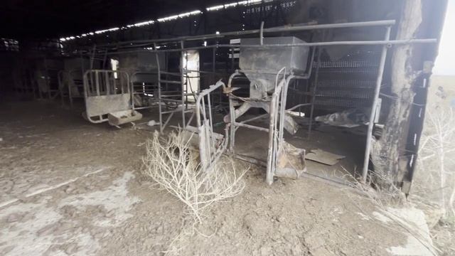 Нашел в поле заброшенную ферму. Летняя дойка.