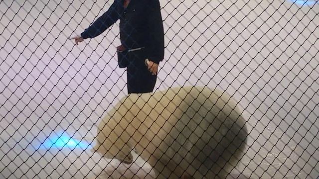 Мишки на льду