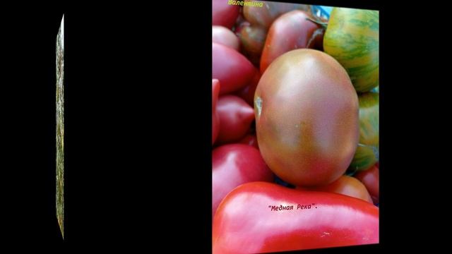 ТОМАТЫ В  ТЕПЛИЦЕ.  2024 ГОД. ЧАСТЬ 2.