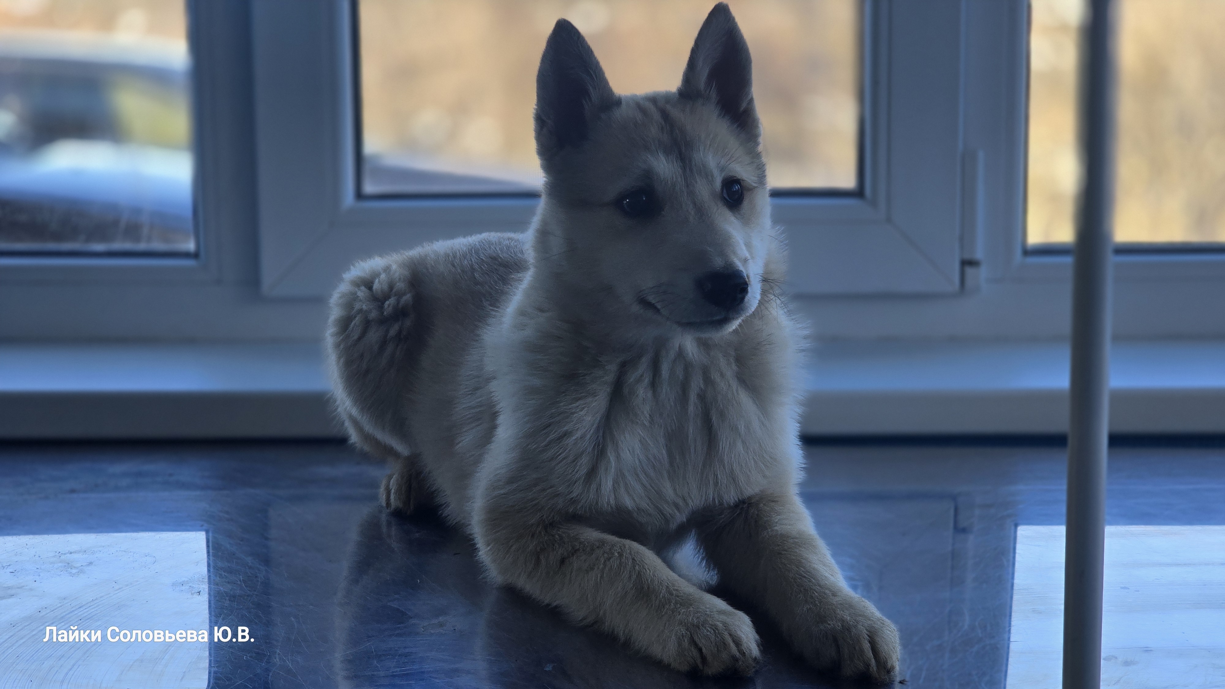 Вакцинация щенка