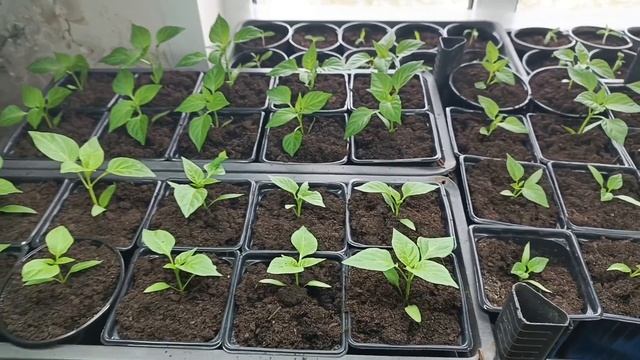 18-03-2025. Мои растишки. Рассада 🌱 перцев 🫑и помидор 🍅