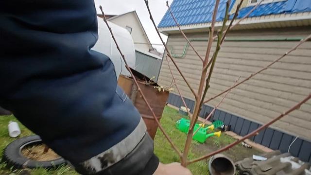 Персик посажен..Ждем урожай..