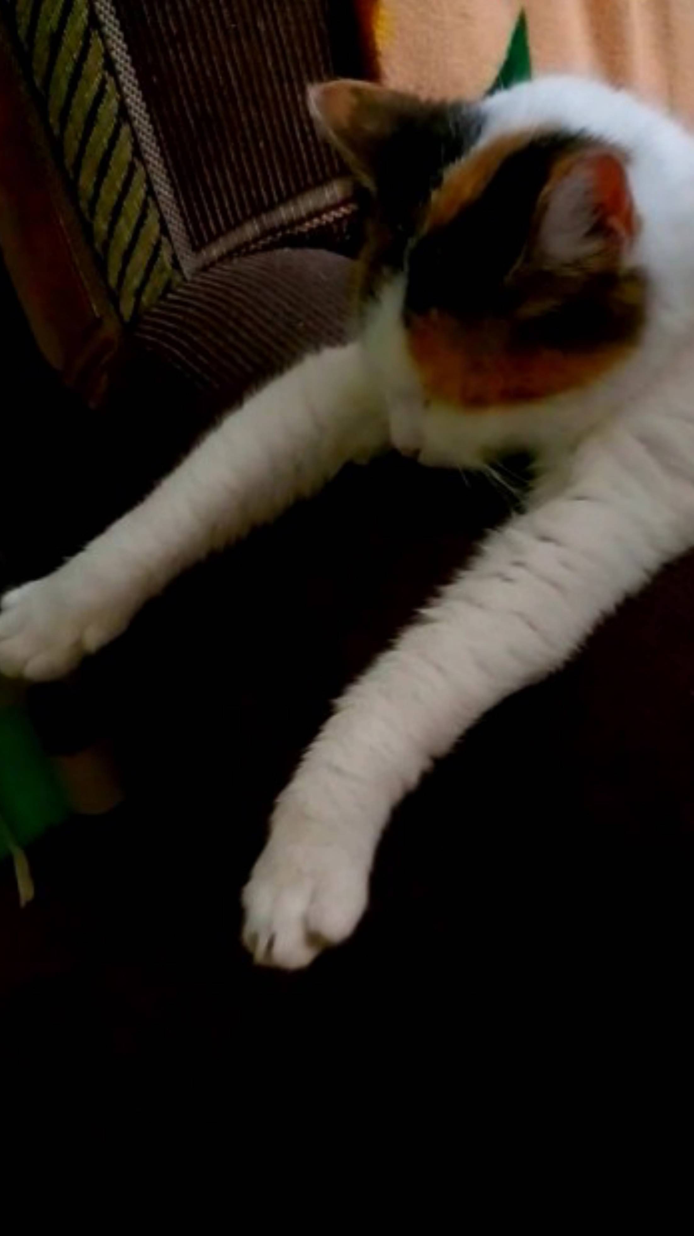 Когда котята уснули