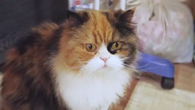 В гостях у Фифины