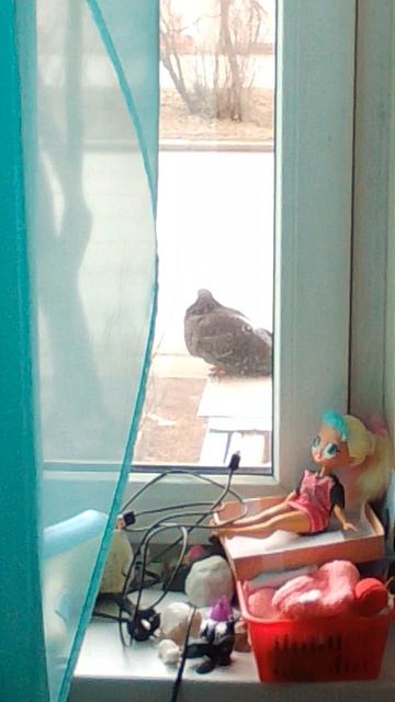 Голубь на козырьке