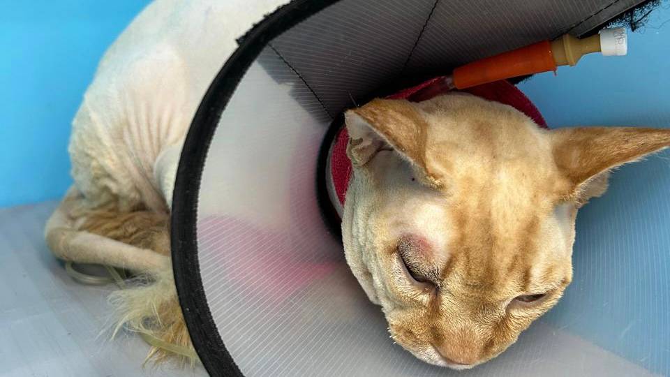 Нашли кота в тяжёлом состоянии