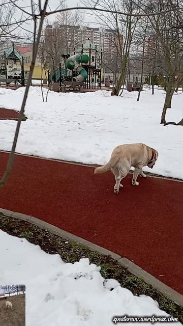 Луна и рок-н-ролл