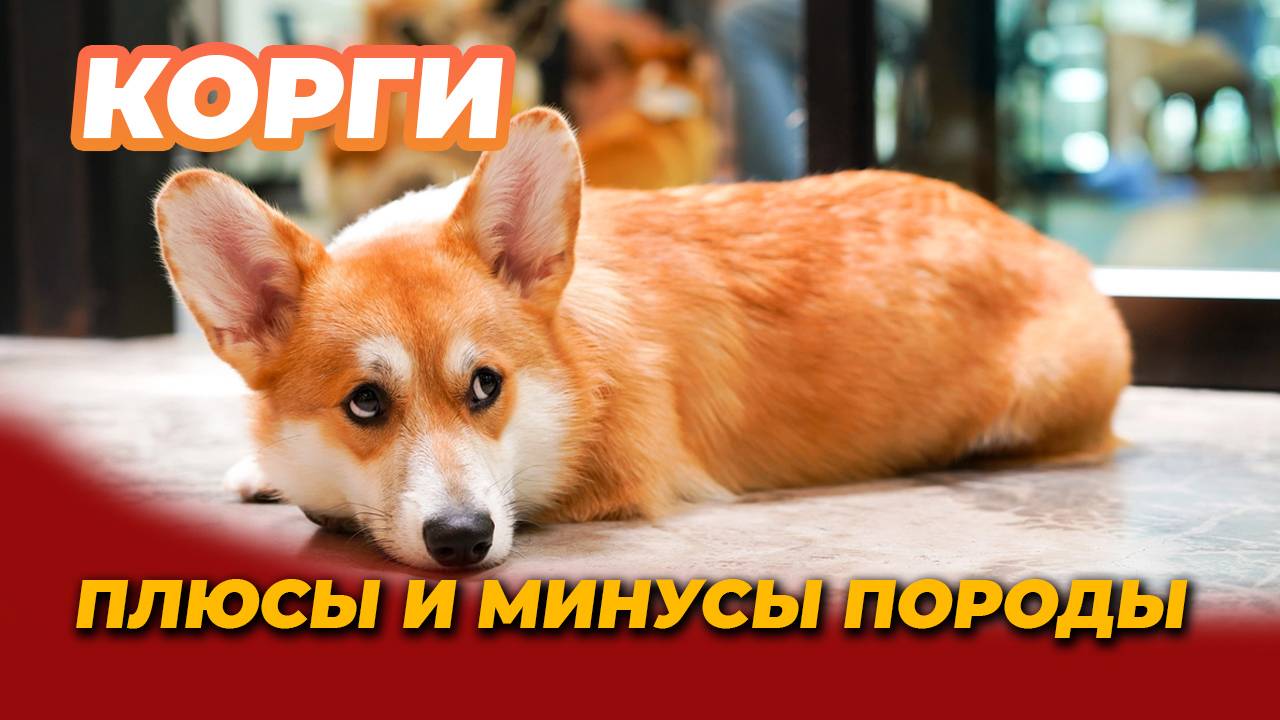 корги. особенности породы