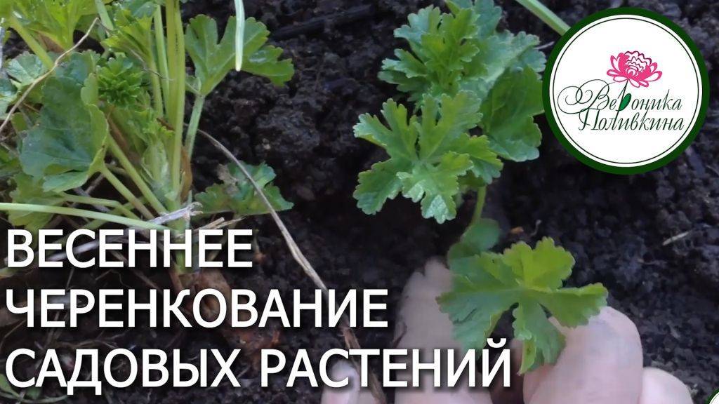 ВЕСЕННЕЕ ЧЕРЕНКОВАНИЕ САДОВЫХ ЦВЕТОВ И КУСТАРНИКОВ