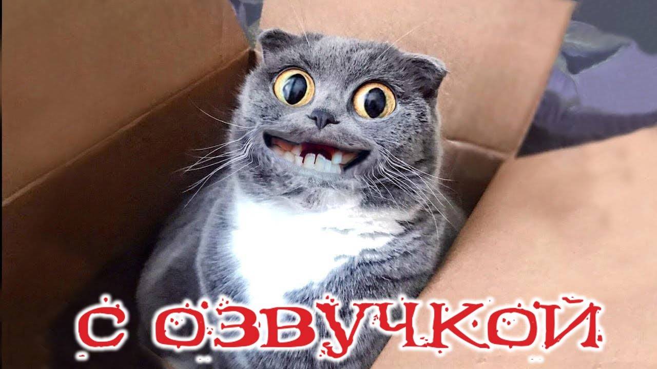 Приколы с котами! С ОЗВУЧКОЙ! Смешные коты!САМЫЕ СМЕШНЫЕ ЖИВОТНЫЕ!
