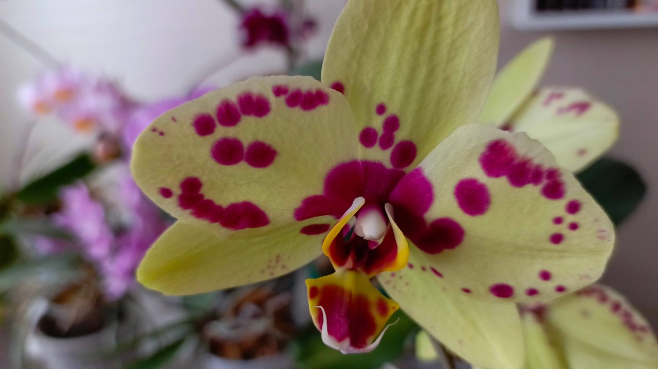 Как омолодить орхидею, каким средством обработать, пошаговая инструкция