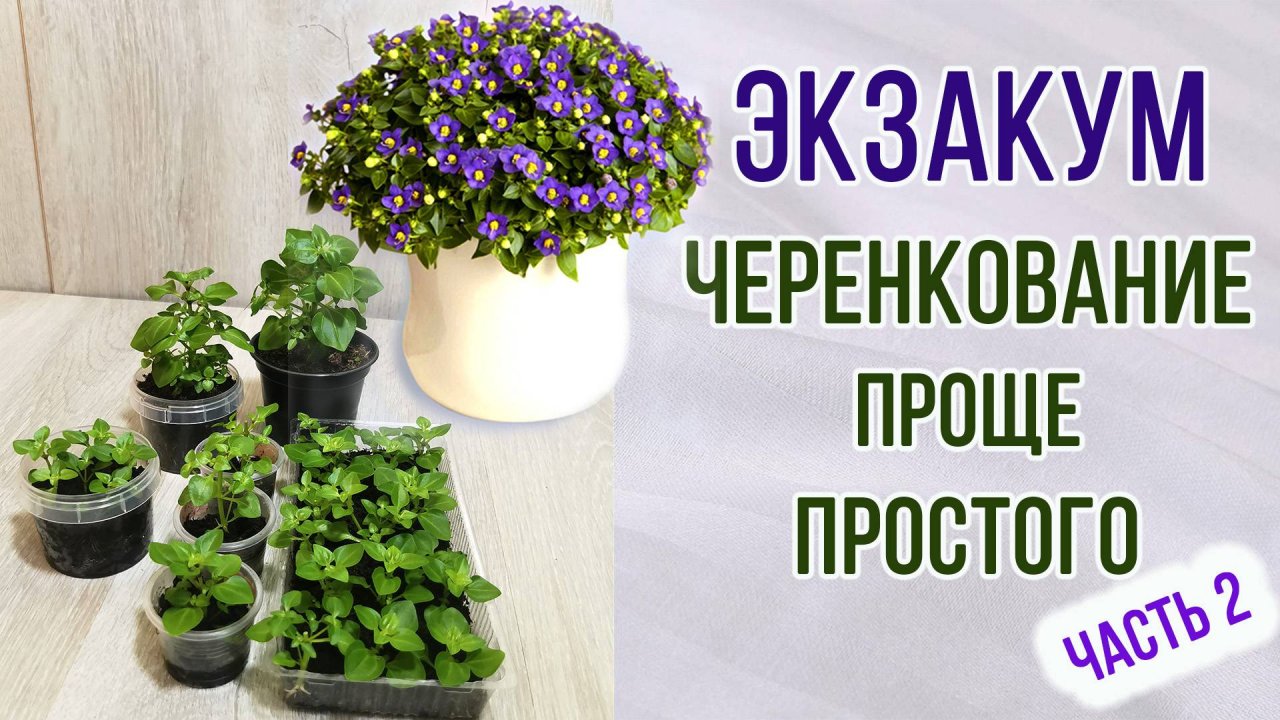 Черенкование экзакума. Быстро и проще простого! Пикировка.Часть 2