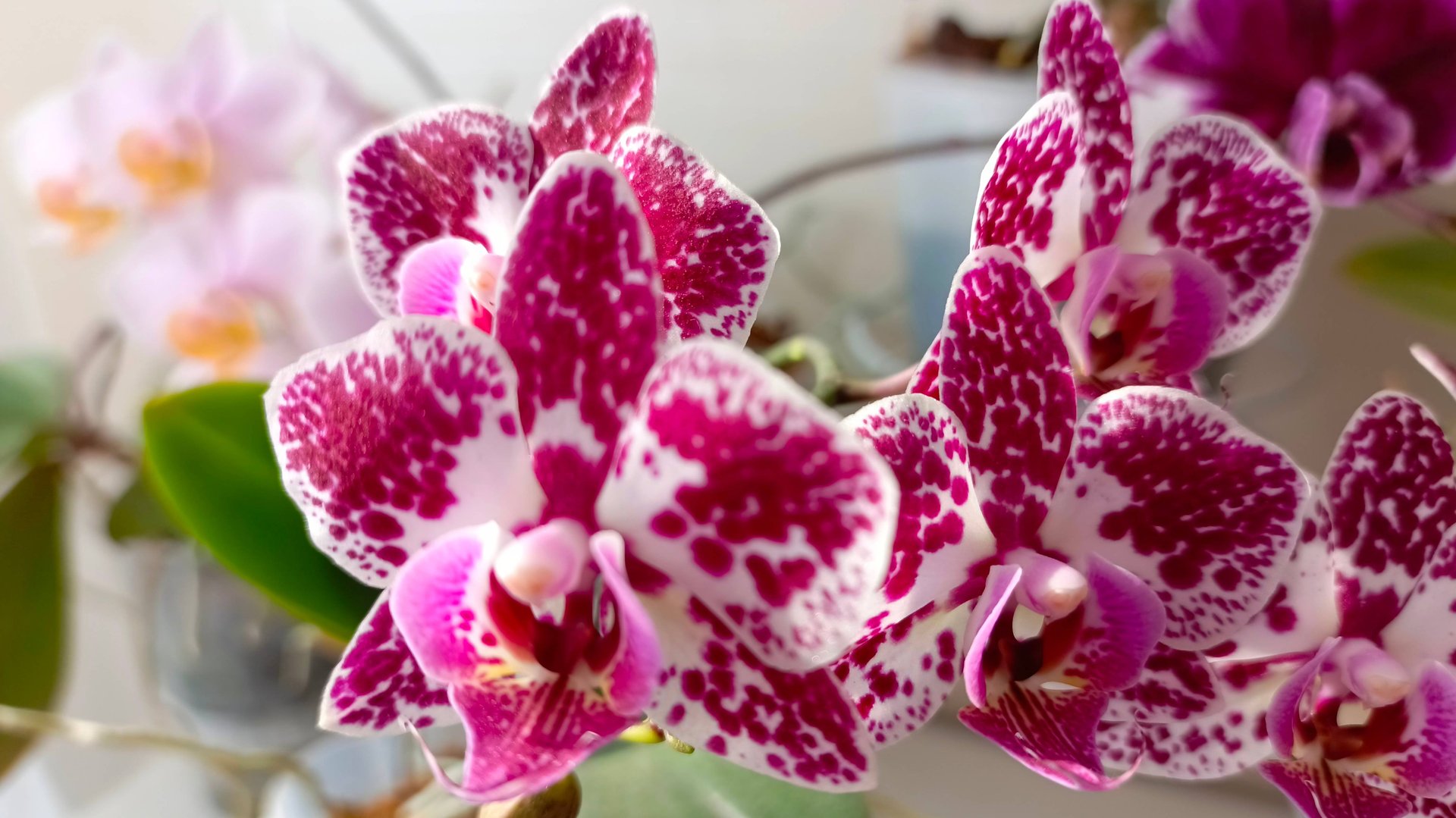 Купили орхидею, что дальше_ Орхидея, уход в домашних условиях после покупки