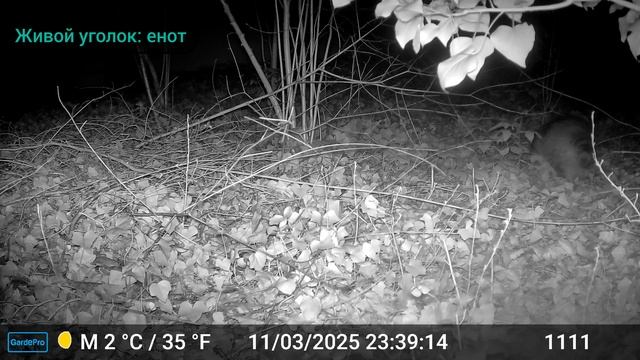 УНИКАЛЬНАЯ У ЕНОТОВ ШЕРСТЬ РУБРИКА ЖИВОЙ УГОЛОК