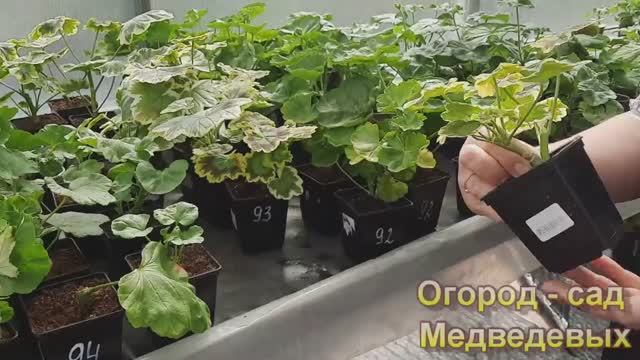 Первый уход за приобретёнными черенками пеларгоний