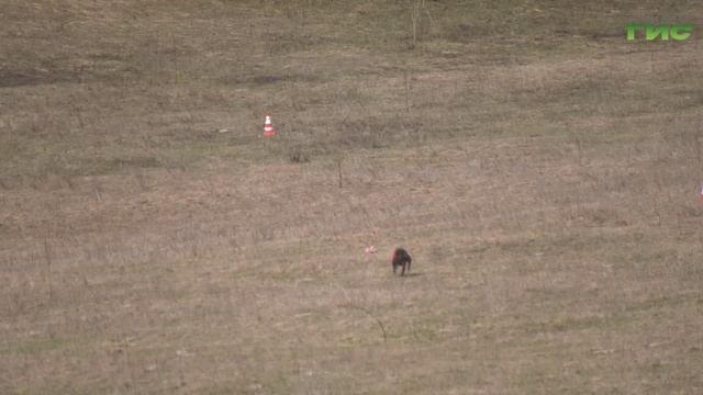 "Собачьи бега" / "Хочу домой! от 11.04.2025