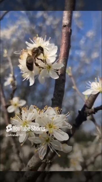 Весеннее пробуждение