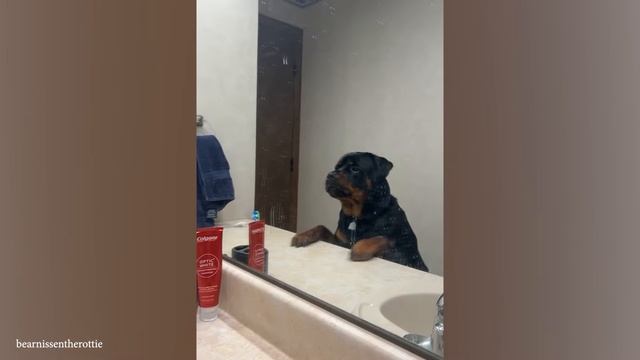 Самый смешной ротвейлер на миссии: заставить вас хохотать! 🤣🐾