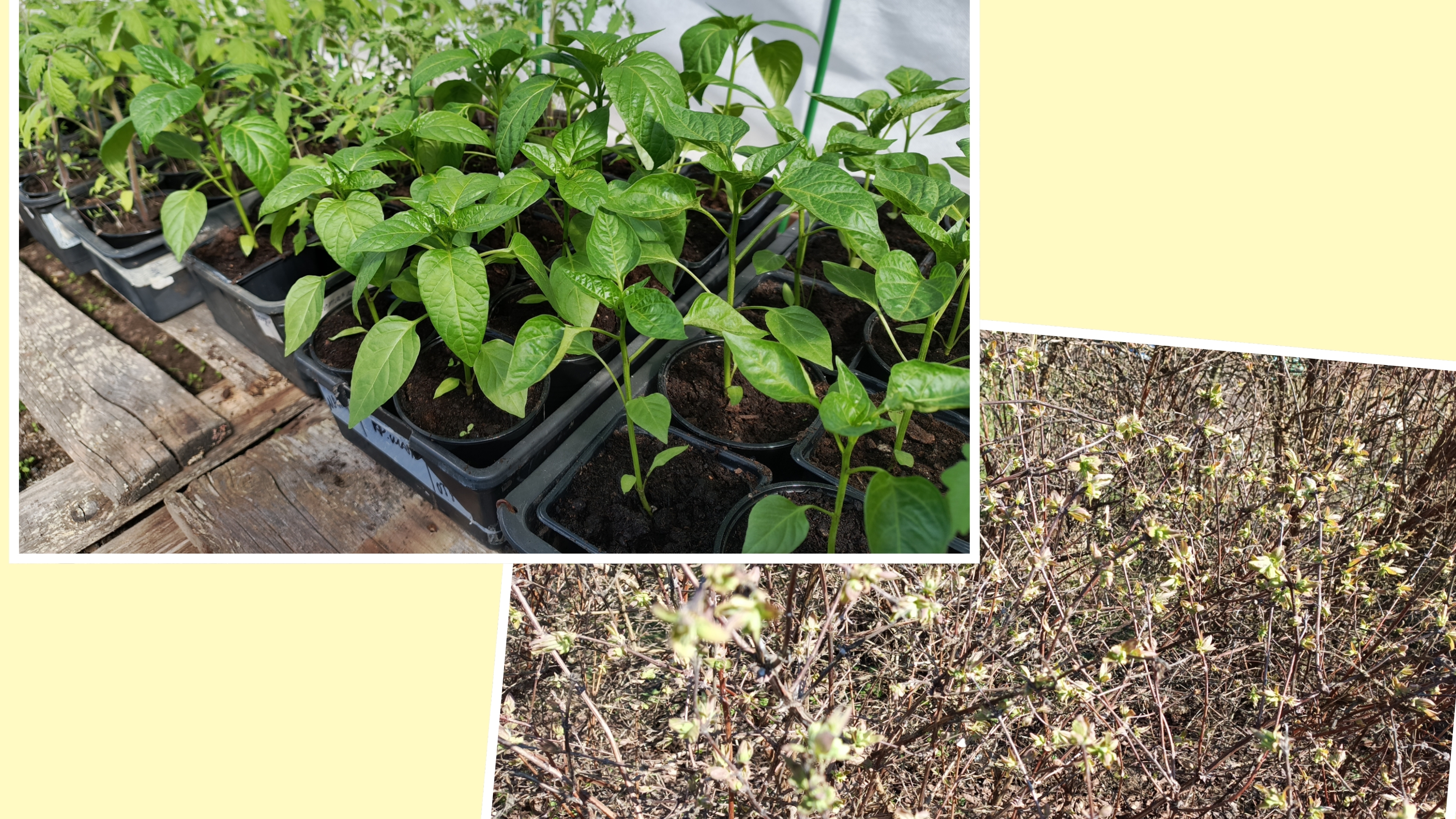 14-04-2025. Мои растишки 🌱.Что с ней было и как перенесли холода.