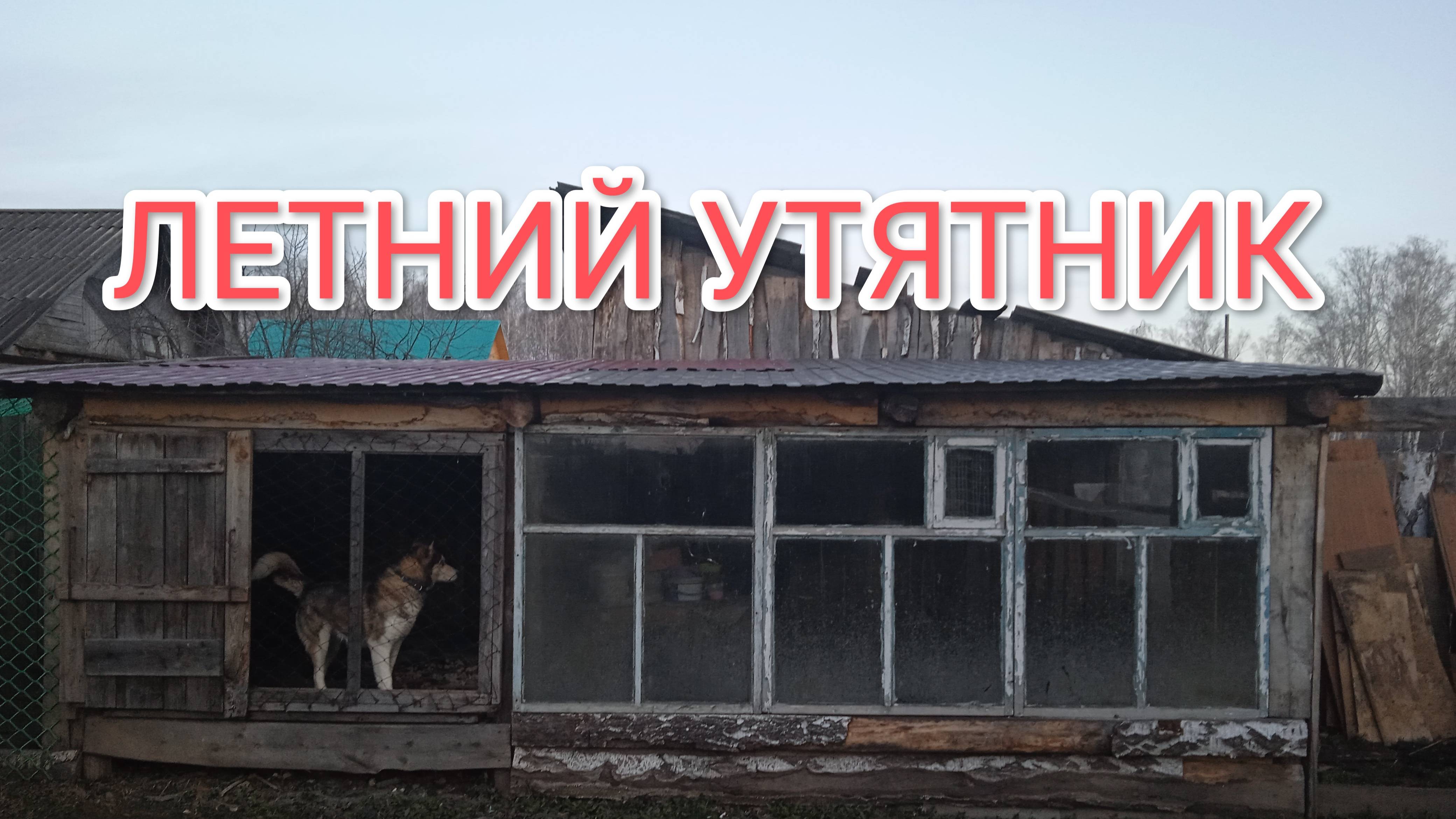 Как подготовить летний утятник для утят